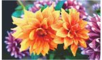 (image for) Dahlia Blooms